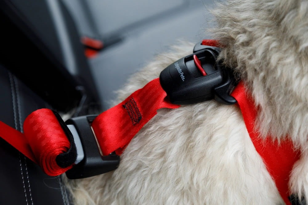 ZOLUX Travel Safe S black - dog harness